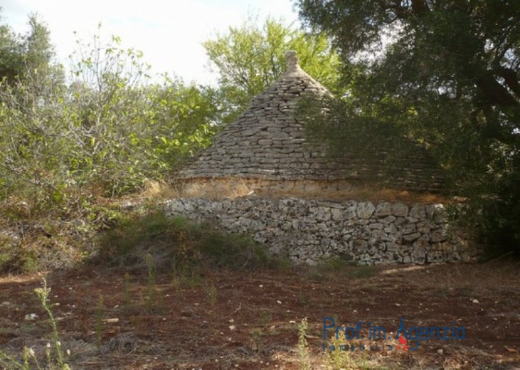 Sale Plots of land Ceglie Messapica - A beautiful land cultivated with old centuries olive grove  Locality Agro di Ceglie Messapica