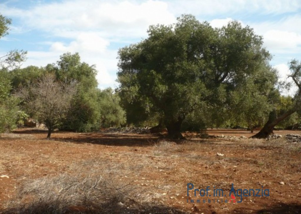Sale Plots of land Ceglie Messapica - A beautiful land cultivated with old centuries olive grove  Locality Agro di Ceglie Messapica