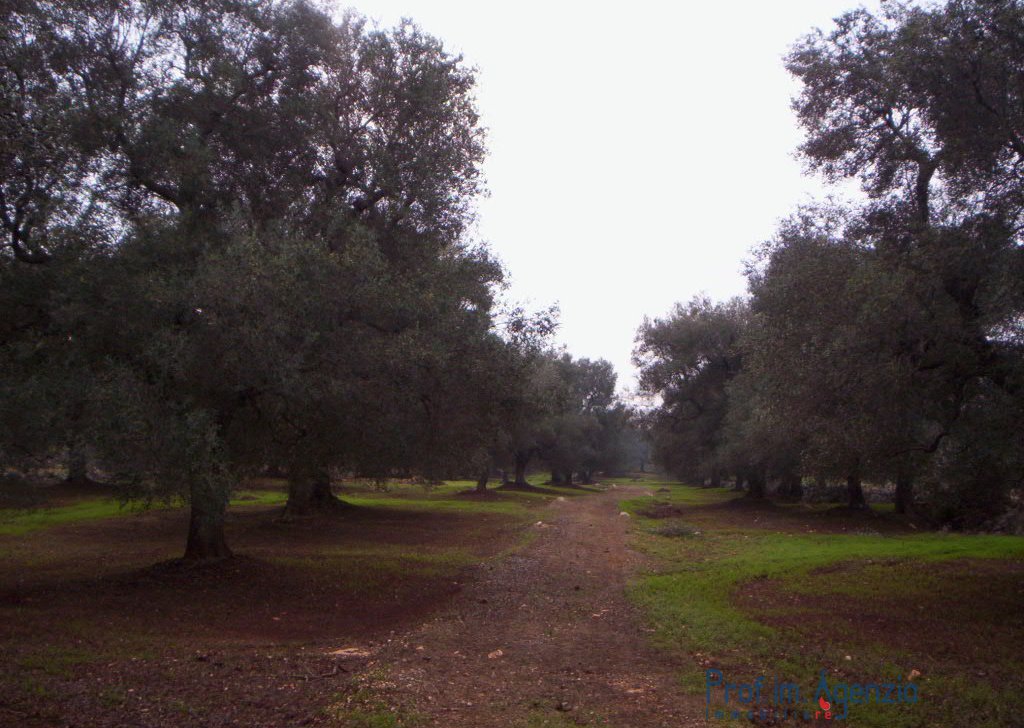 Sale Land plots with centuries-old olive groves Carovigno - Land with centuries-old olive grove  Locality Agro di Carovigno