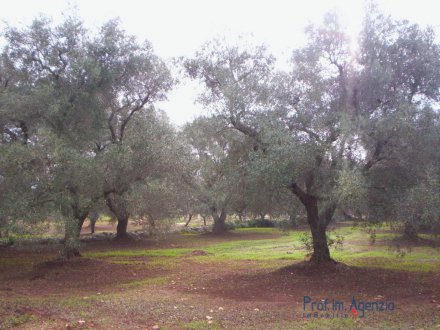 Land with centuries-old olive grove 