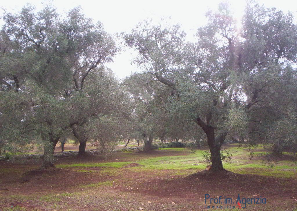 Sale Land plots with centuries-old olive groves Carovigno - Land with centuries-old olive grove  Locality Agro di Carovigno