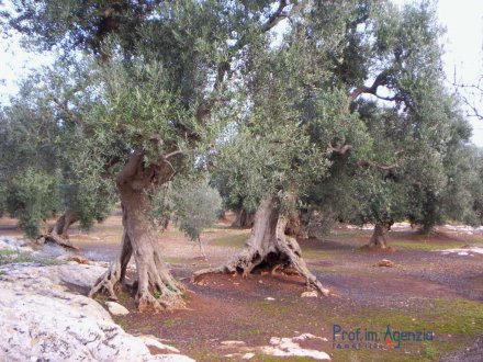 Land cultivated with olive grove 
