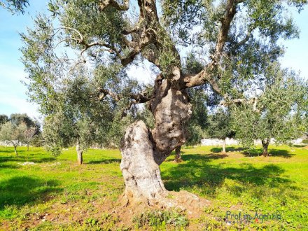 Land mit jahrhundertealten Olivenhainen