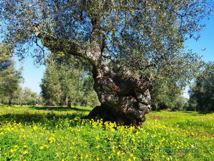 Secular olive grove