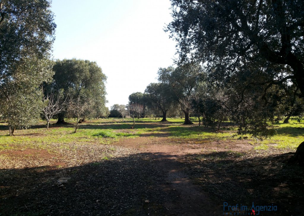 Sale Land plots with centuries-old olive groves Latiano - Plot of Land with centuries-old olive groves. Locality Agro di Latiano