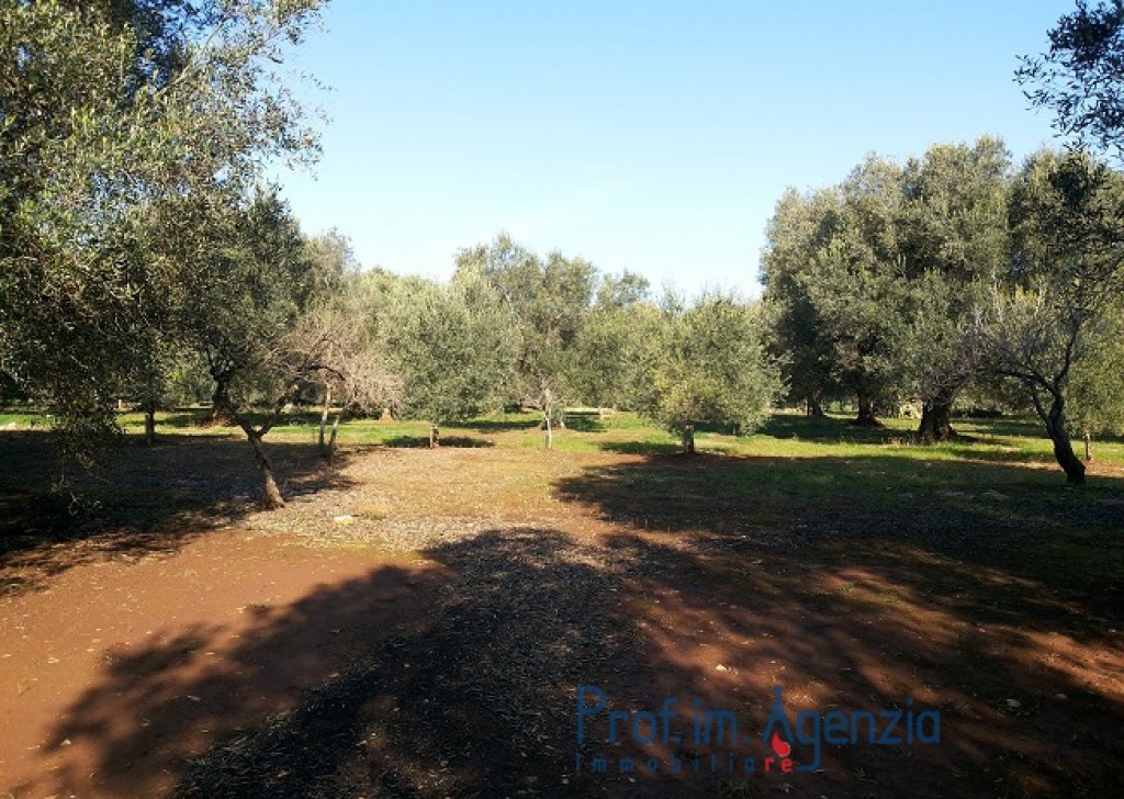 Sale Land plots with centuries-old olive groves Latiano - Plot of Land with centuries-old olive groves. Locality Agro di Latiano