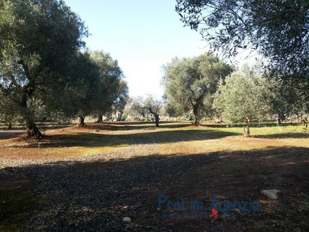 Plot of Land with centuries-old olive groves.
