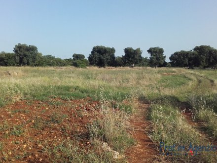 Plot of land with centuries-old olive grove