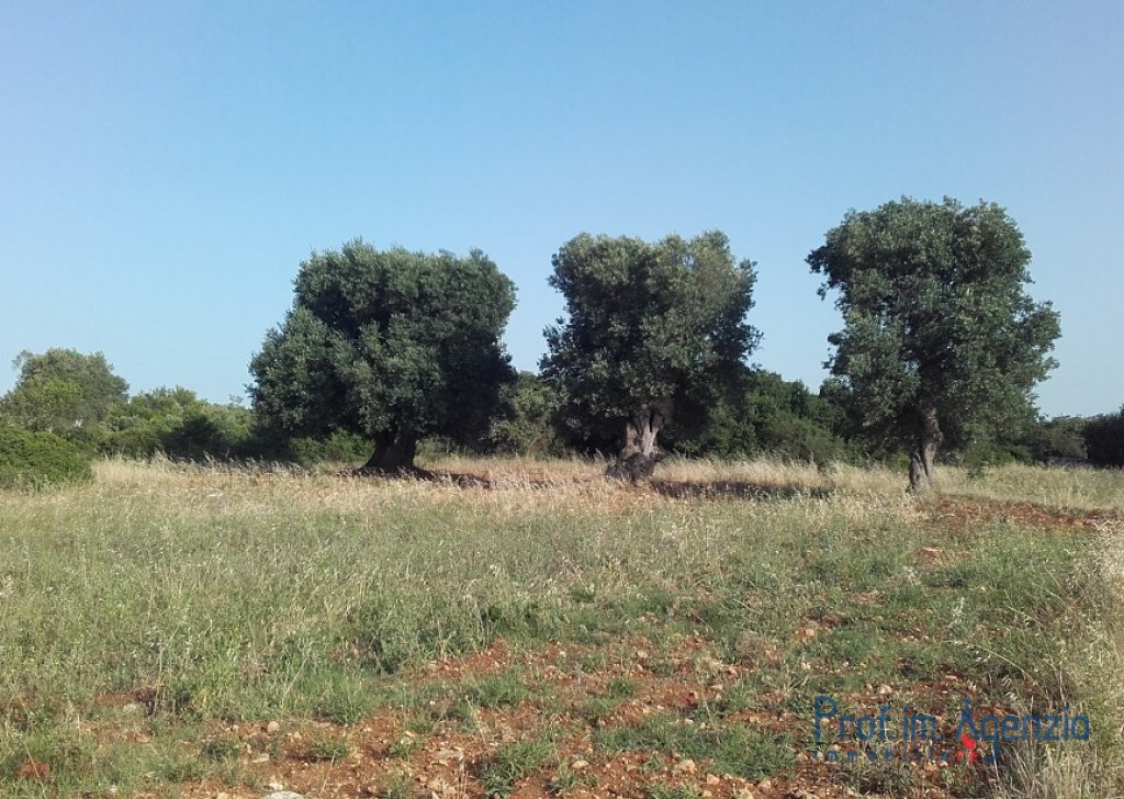 Sale Land plots with centuries-old olive groves Carovigno - Plot of land with centuries-old olive grove Locality Agro di Carovigno