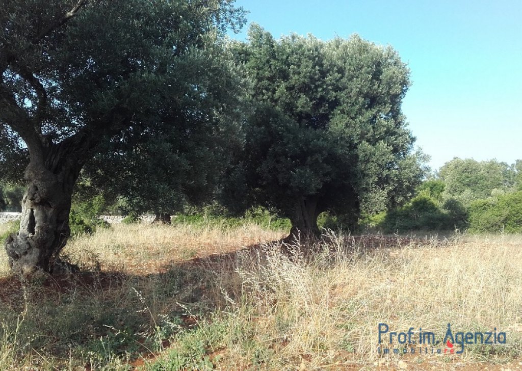 Verkauf Grundstcke mit jahrhundertenalten Olivenhaine Carovigno - Land mit jahrhundertealten Olivenhain Ortschaft Agro di Carovigno