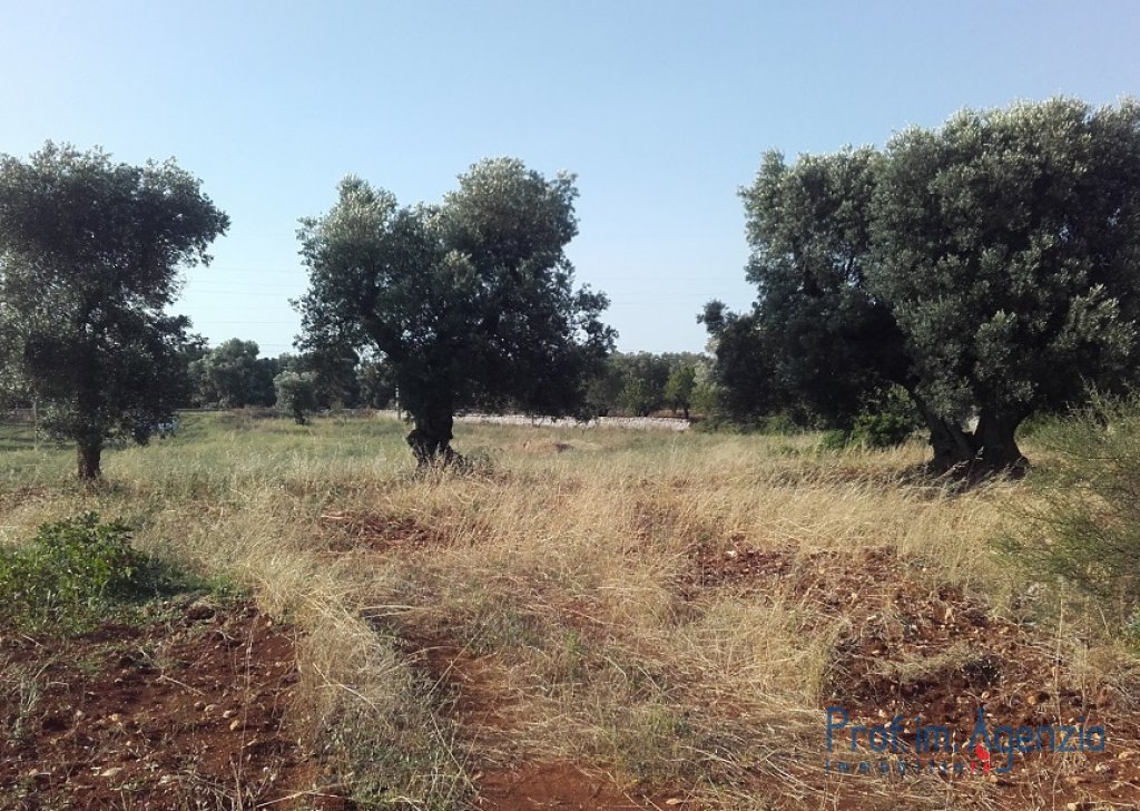 Vente Terrains avec oliviers sculaires  Carovigno - Terrain avec oliveraie centenaire Localité Agro di Carovigno