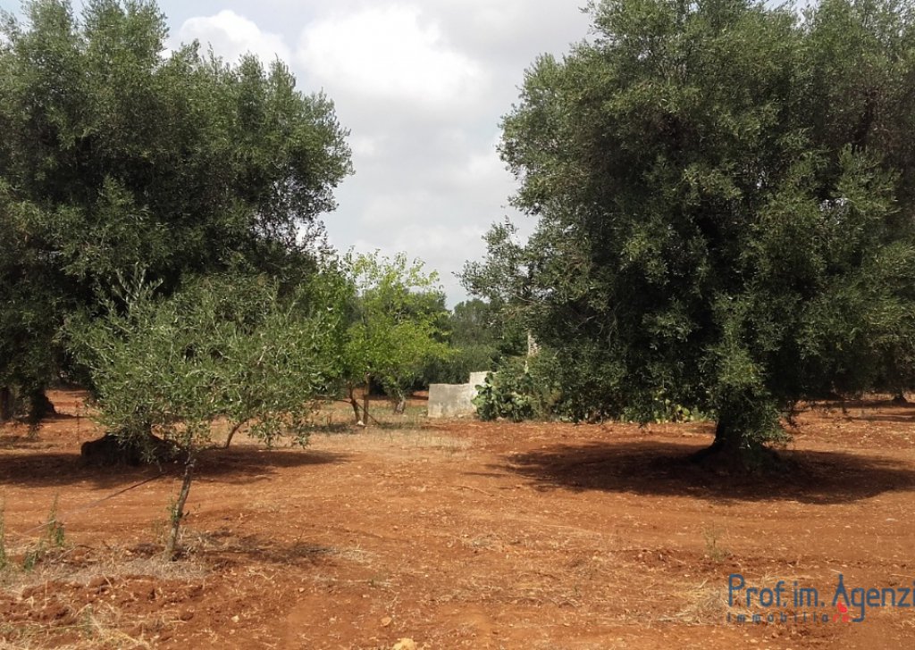 Sale Land plots with centuries-old olive groves San Michele S. - Land with centuries-old olive grove Locality Agro di San Michele Salentino