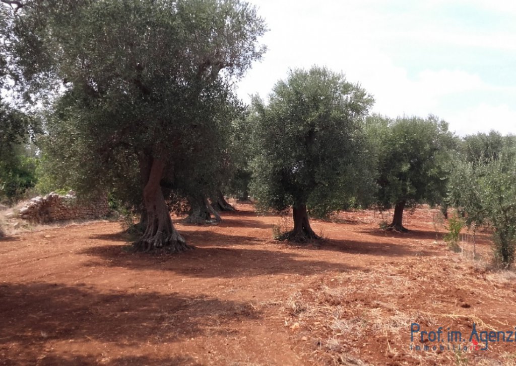 Vente Terrains avec oliviers sculaires  San Michele S. - Terrain avec oliveraie centenaire Localité Agro di San Michele Salentino