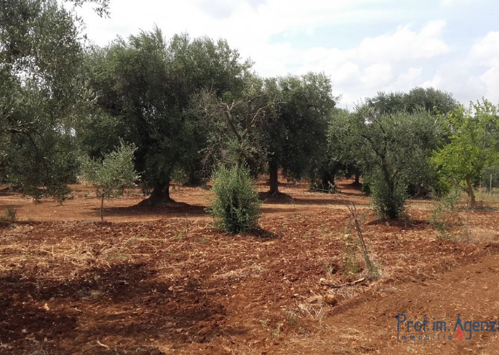 Sale Land plots with centuries-old olive groves San Michele S. - Land with centuries-old olive grove Locality Agro di San Michele Salentino