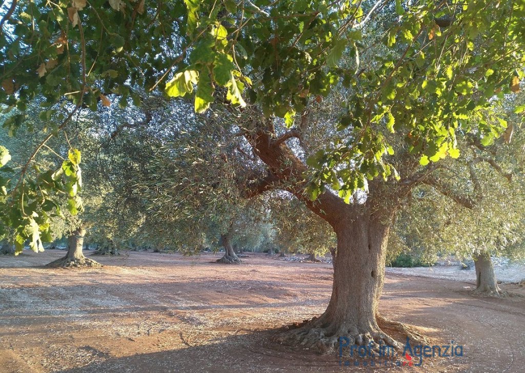 Sale Land plots with centuries-old olive groves S. Vito dei N. - Plot of land with centuries old olive grove Locality Agro di San Vito dei Normanni