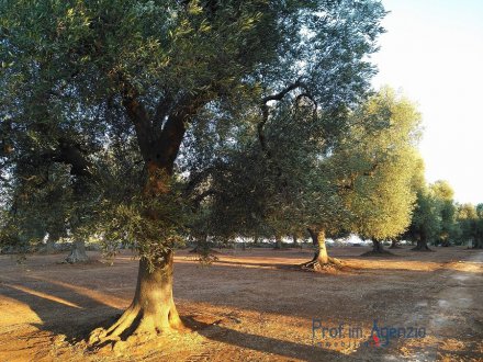 Plot of land with centuries old olive grove