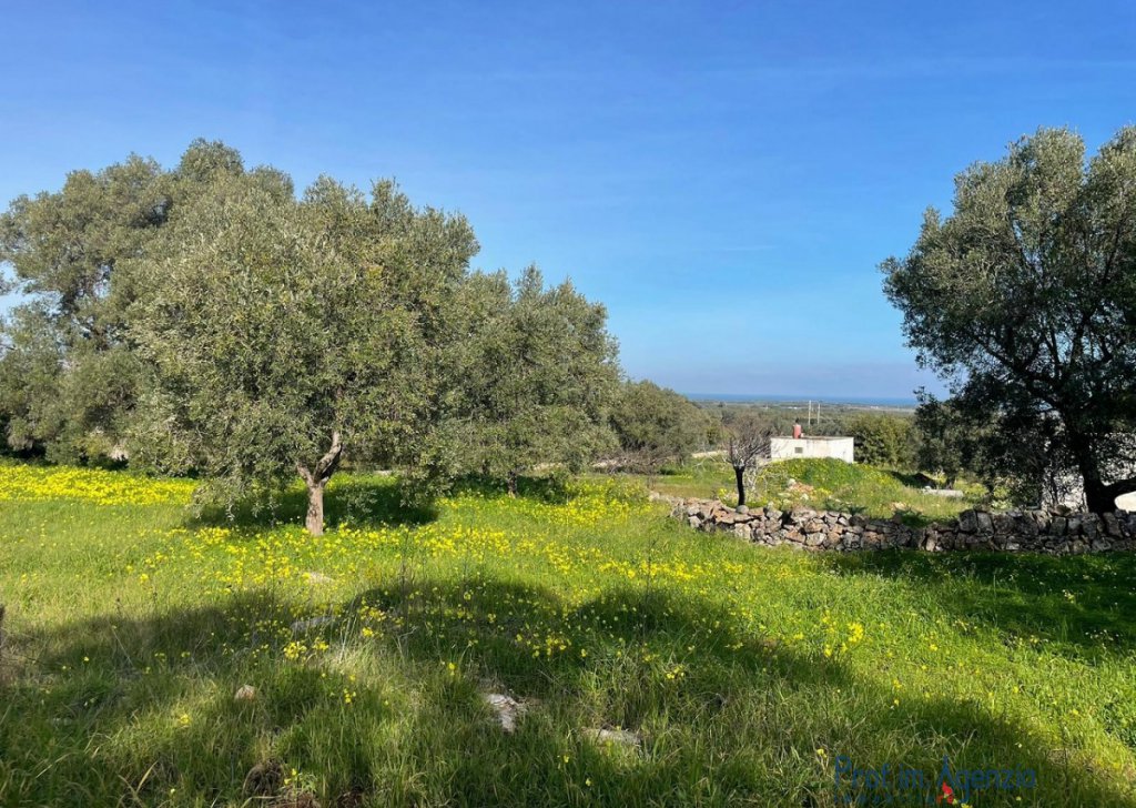 Verkauf Meerblick Grundstcke Carovigno - Land mit Meerblick und wunderschnen jahrhundertealten Olivenbumen Ortschaft Agro di Carovigno