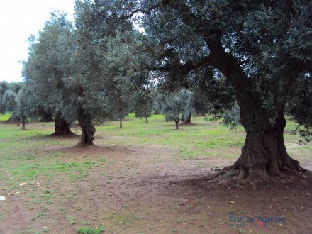 Land with centuries-old olive grove