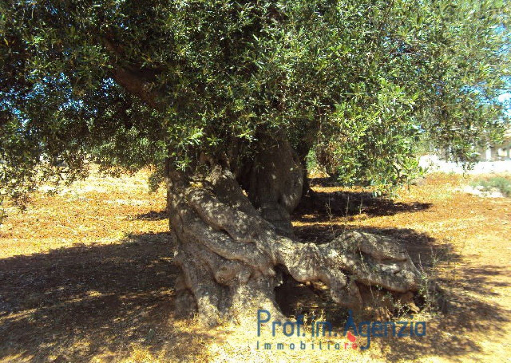 Sale Sea view plots of land Carovigno - Beautiful plot of land sea view with old-centuries olive grove Locality Agro di Carovigno