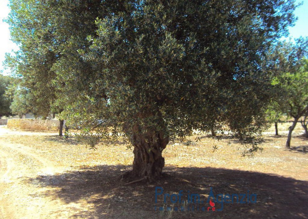 Sale Sea view plots of land Carovigno - Beautiful plot of land sea view with old-centuries olive grove Locality Agro di Carovigno