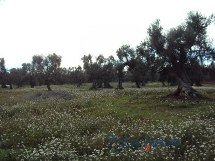 Land cultivated with hundreds of years old olive grove 