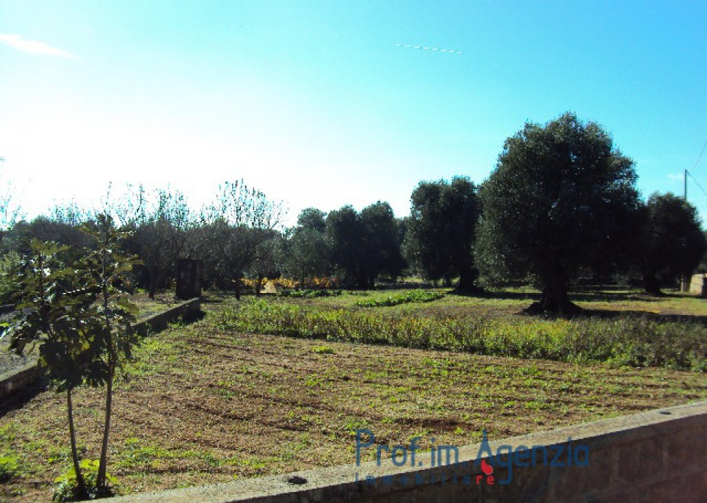 Sale Plots with building permit  Carovigno - Plot of land of centuries old olive grove with approved project Locality Agro di Carovigno