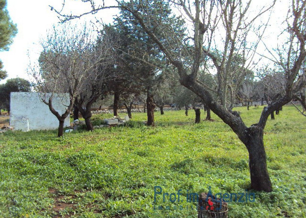 Vendita Terreni Carovigno - Ottimo terreno coltivato a mandorleto di circa 20 piante di uliveto Località Agro di Carovigno