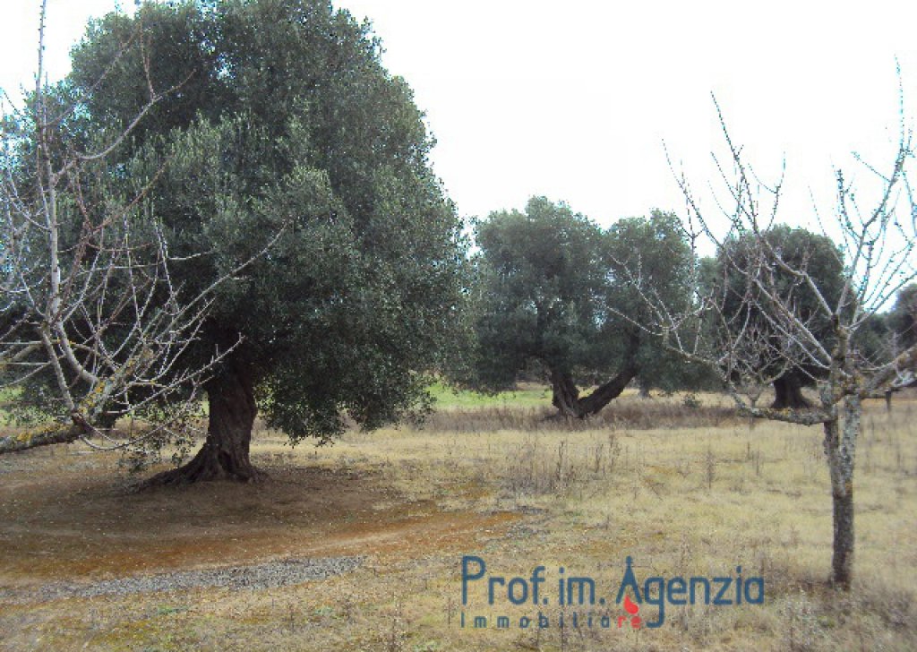 Sale Sea view plots of land Carovigno - Marvelous Plot of land with centuries old olive grove, almond trees and extraordinary sea view on Torre Guaceto Locality Agro di Carovigno