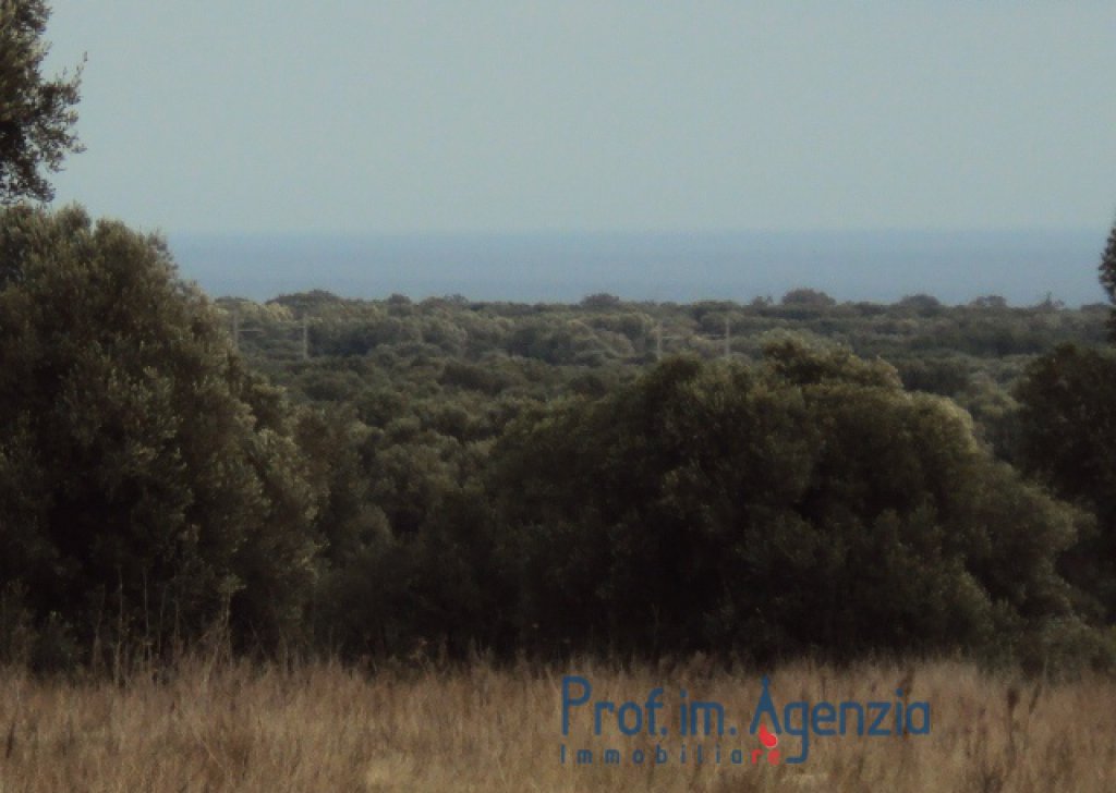 Sale Sea view plots of land Carovigno - Marvelous Plot of land with centuries old olive grove, almond trees and extraordinary sea view on Torre Guaceto Locality Agro di Carovigno