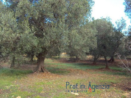 Land with olive trees of about 12.000 sqm