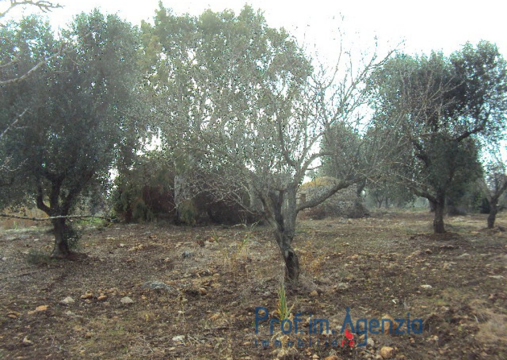 Vendita Trulli da ristrutturare/ampliare Carovigno - Bel terreno con trullo saraceno in pietra Località Agro di Carovigno
