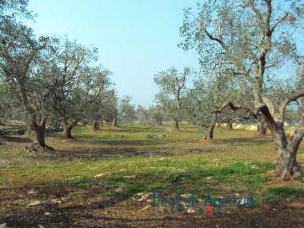 Beautiful Plot of land with centuries old olive grove fenced from a dry wall stone 