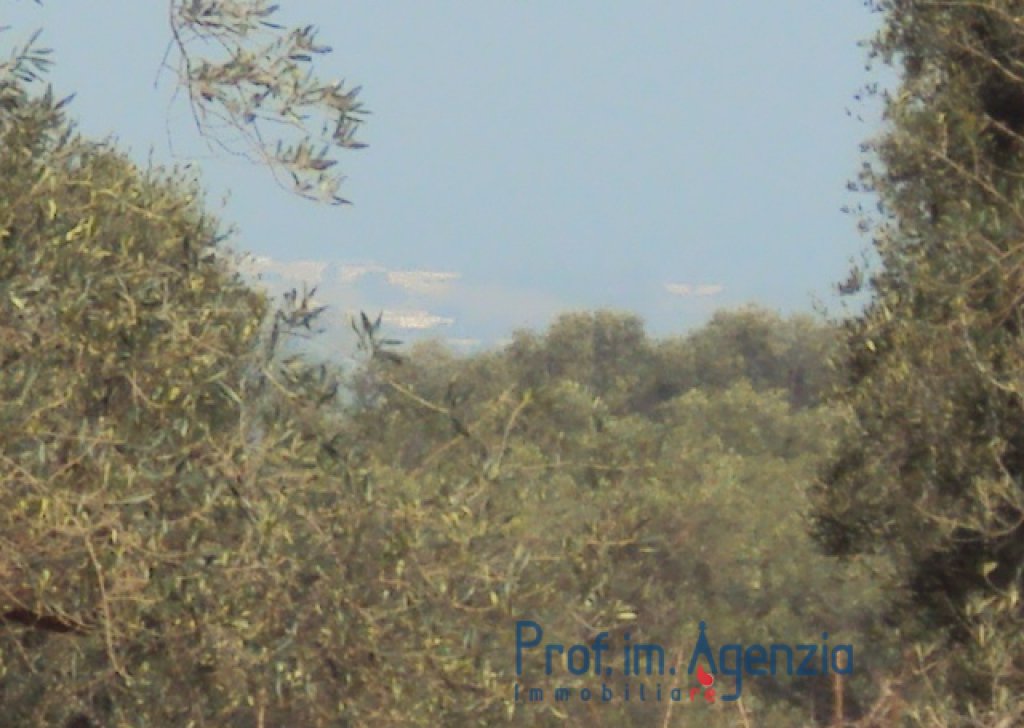 Vendita Terreni vista mare Carovigno - Bel terreno vista mare con ulivi secolari recintato con muretti a secco Località Agro di Carovigno