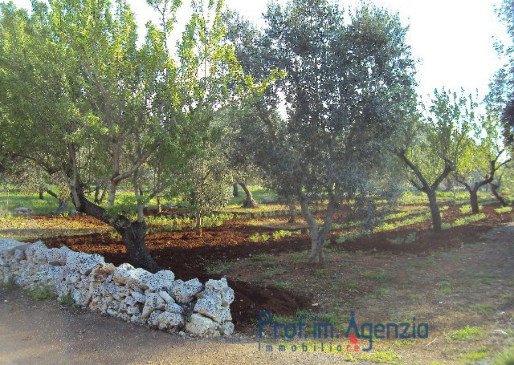 Sale Plots of land Carovigno - Splendid olive grove and almond trees with possibility to build up to 100 sq m with veranda and pool Locality Agro di Carovigno