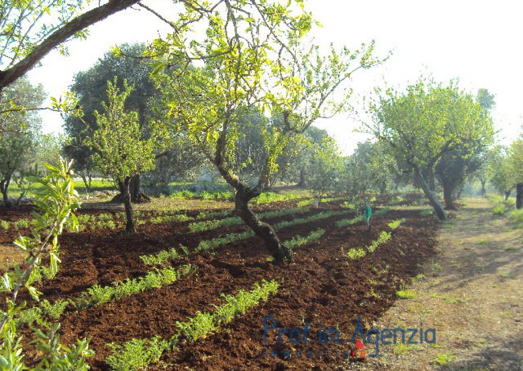 Sale Plots of land Carovigno - Splendid olive grove and almond trees with possibility to build up to 100 sq m with veranda and pool Locality Agro di Carovigno