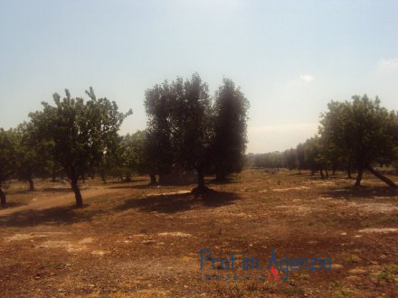 Wonderful plot of land sea view with olive grove orchard and tank.
