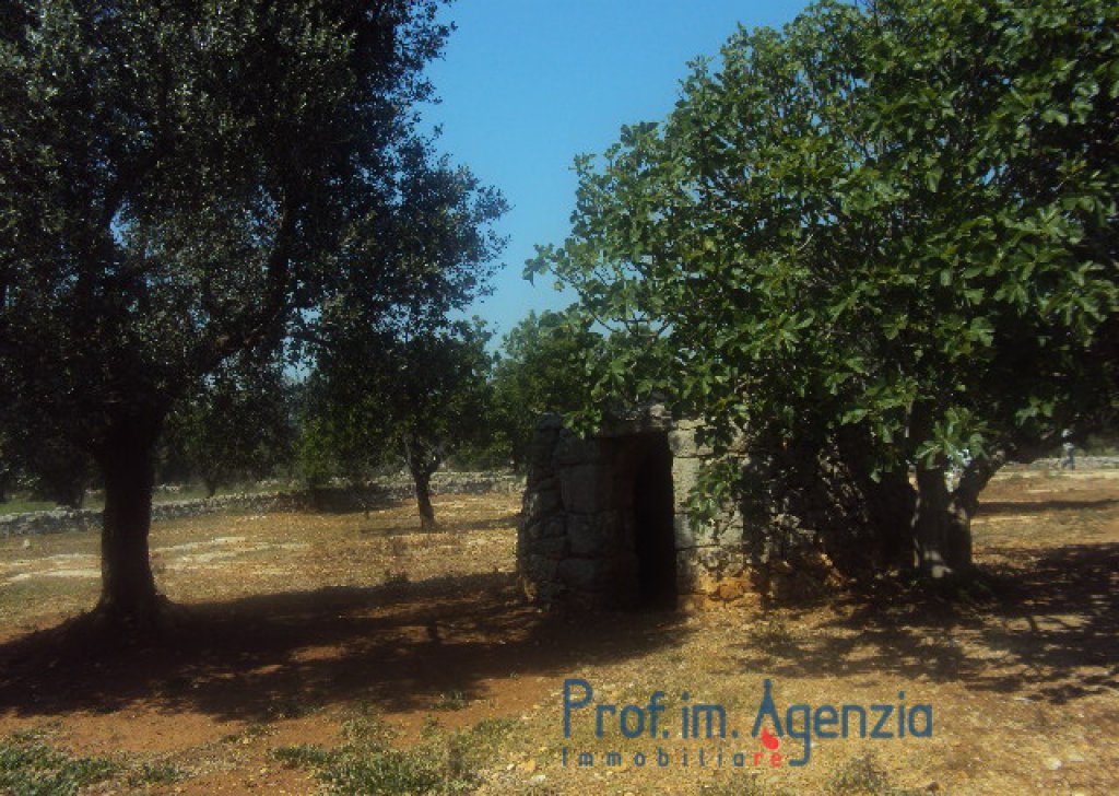 Sale Land plots with centuries-old olive groves Carovigno - Wonderful plot of land sea view with olive grove orchard and tank. Locality Agro di Carovigno