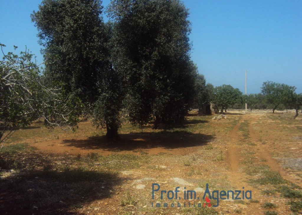 Sale Land plots with centuries-old olive groves Carovigno - Wonderful plot of land sea view with olive grove orchard and tank. Locality Agro di Carovigno