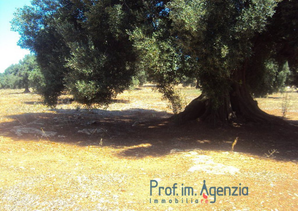 Sale Land plots with centuries-old olive groves Carovigno - Land sea view with olive secolare grove Locality Agro di Carovigno