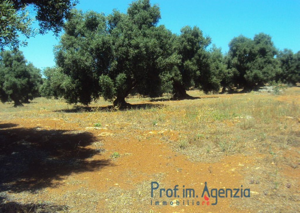 Verkauf Grundstcke mit jahrhundertenalten Olivenhaine Carovigno - Land mit Meersblick und Skularen Olivenplantage  Ortschaft Agro di Carovigno