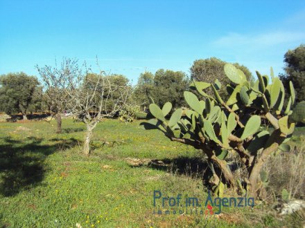 Very beautiful plot of land sea view cultivated with olive grove and almond threes