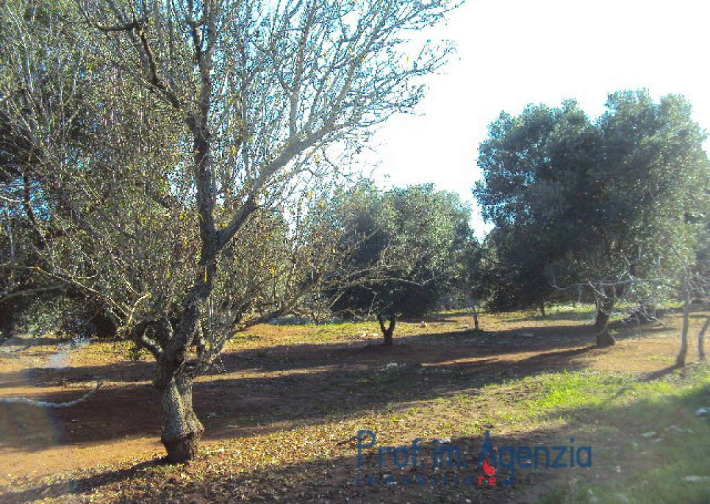 Sale Plots of land Carovigno - Beautiful land with sea view and olive grove and some plants of almond trees located in a unpolluted area Locality Agro di Carovigno