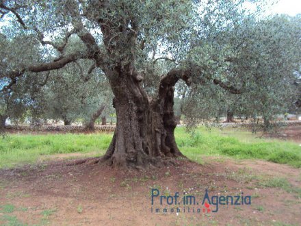 Splendid predominantly level land with about 90 centuries-old olive plants