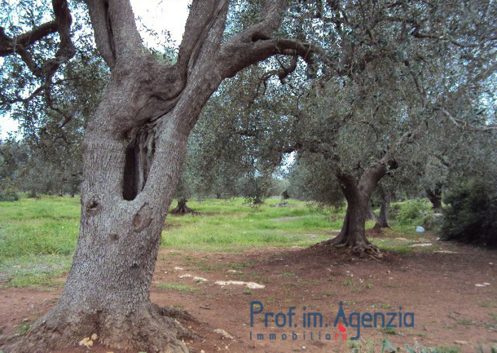 Vendita Terreni ad uliveto secolare Carovigno - Spledido terreno con ulivi secolari Località Agro di Carovigno