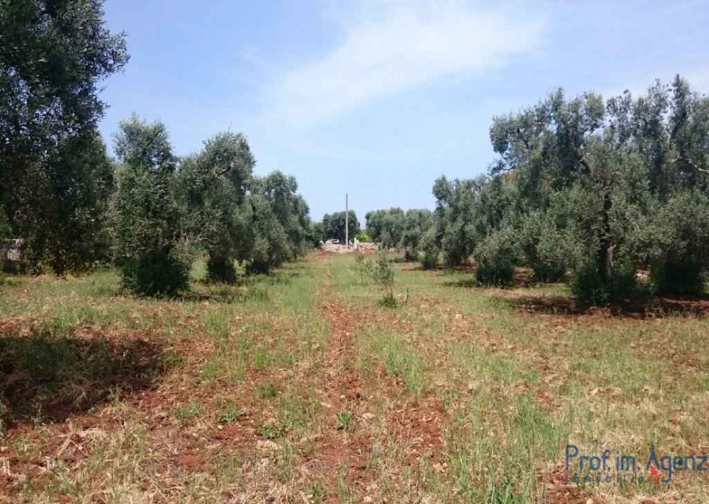 Sale Land plots with centuries-old olive groves S. Vito dei N. - Beautiful flat land  Locality Agro di San Vito dei Normanni