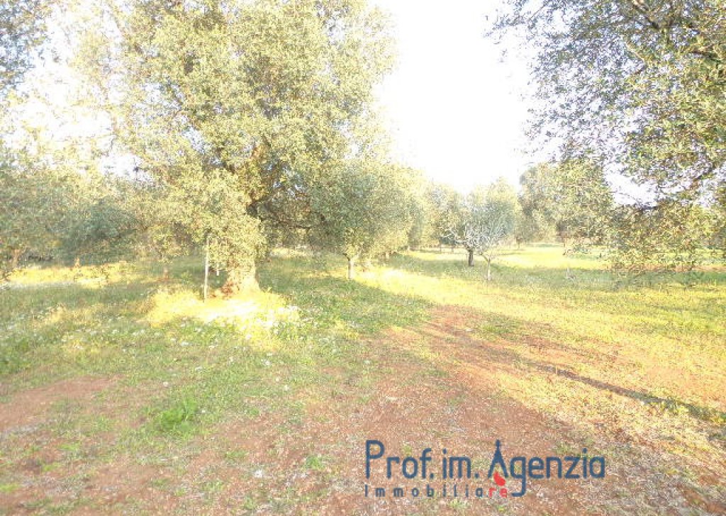 Sale Sea view plots of land Carovigno - Beautiful sea view plot of land, with an old-centuries olive grove. Locality Agro di Carovigno