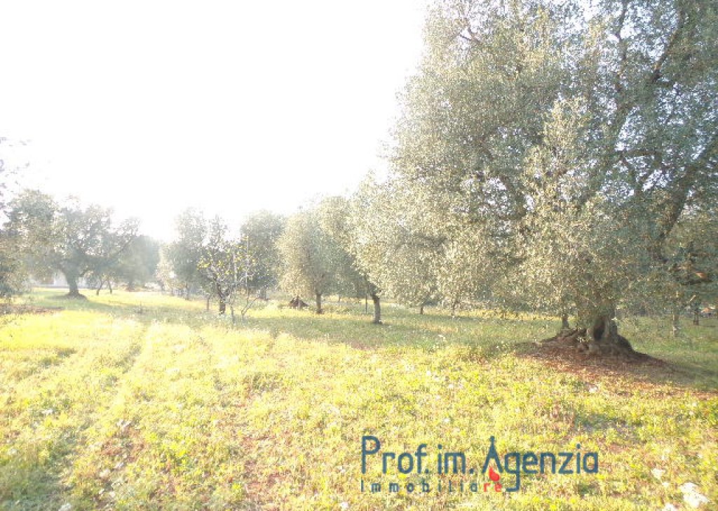 Sale Sea view plots of land Carovigno - Beautiful sea view plot of land, with an old-centuries olive grove. Locality Agro di Carovigno