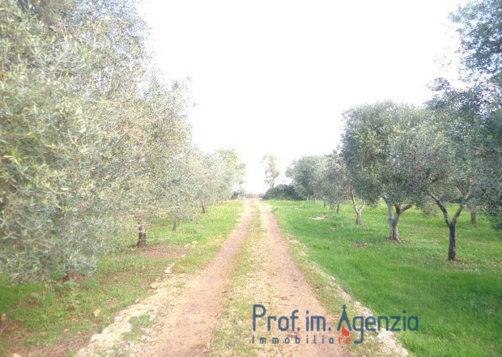 Sale Land plots with centuries-old olive groves Carovigno - Wide land located in a very good position Locality Agro di Carovigno