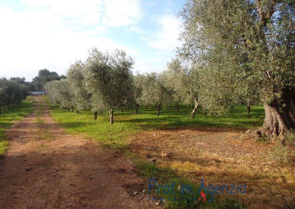 Sale Land plots with centuries-old olive groves Carovigno - Wide land located in a very good position Locality Agro di Carovigno
