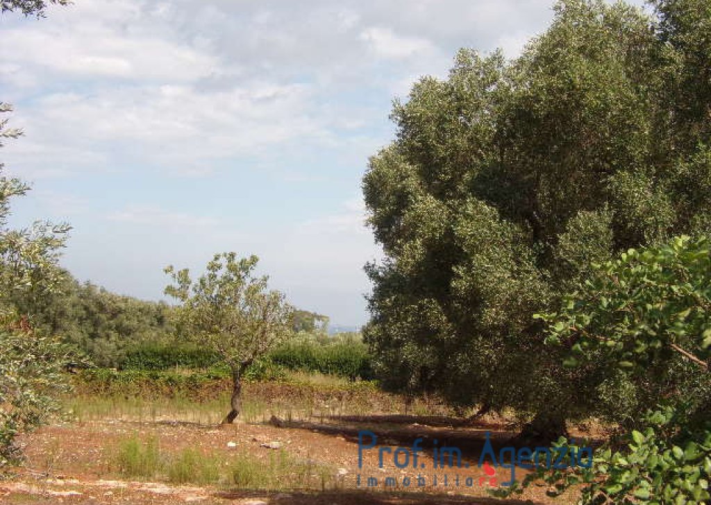 Sale Land plots with centuries-old olive groves Carovigno - A wonderful olive grove, very close to the sea Locality Agro di Carovigno